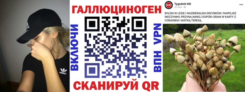 Псилоцибиновые грибы Psilocybe  купить  цена  Белово 